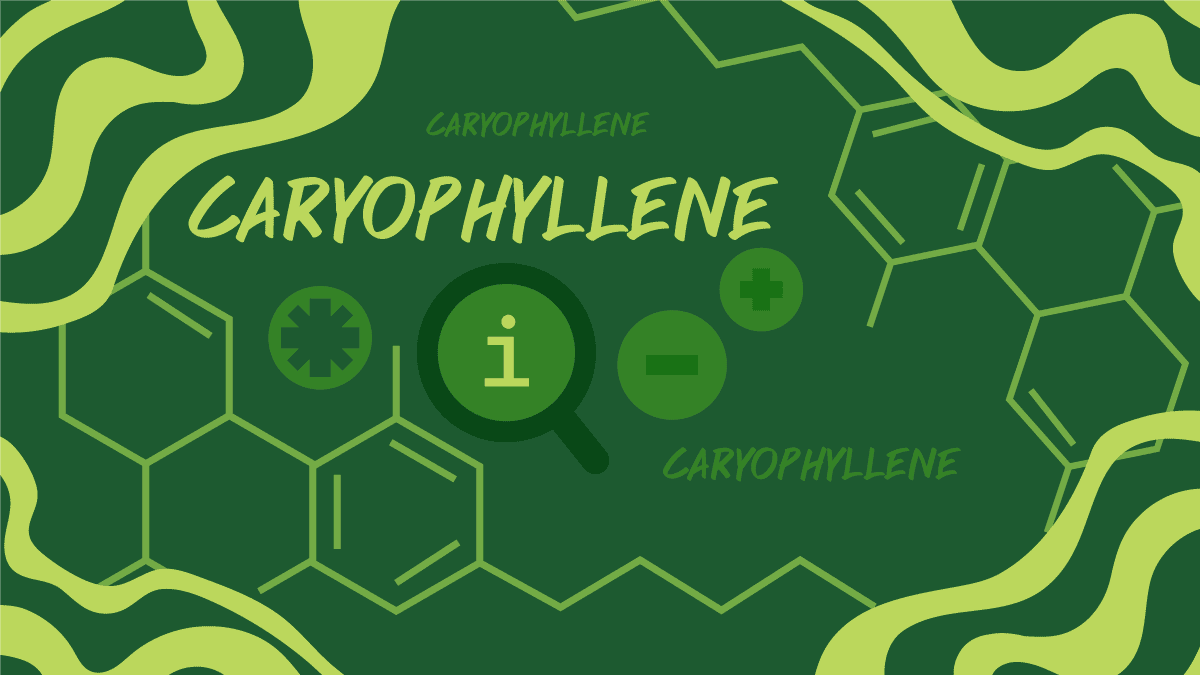 Top 10 Caryophyllene Cannabis Strains: Where to Buy Weed in Bangkok - Siam Green Cannabis Co