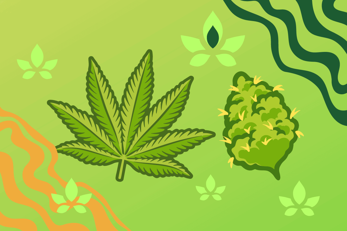 Hybrid Strains 101: A Guide to Balanced Cannabis, Medical Uses, and Effects - Siam Green Cannabis Co