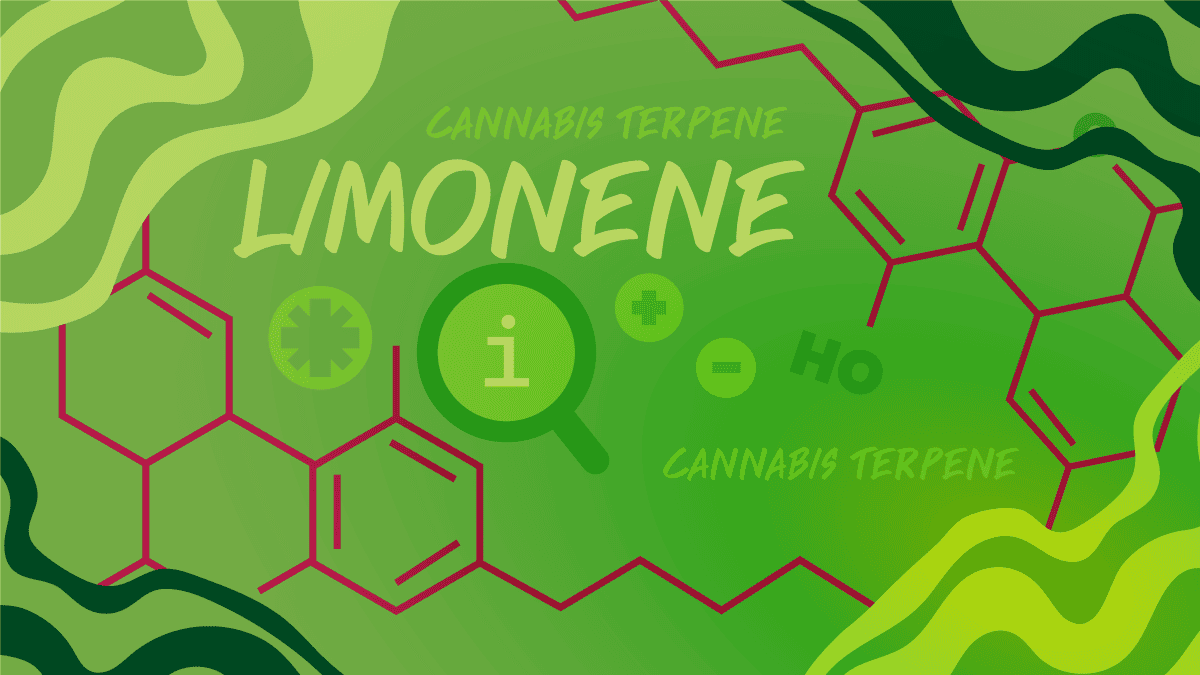Limonene Cannabis Terpene: Effects, Benefits, Cannabis Strains - Siam Green Cannabis Co
