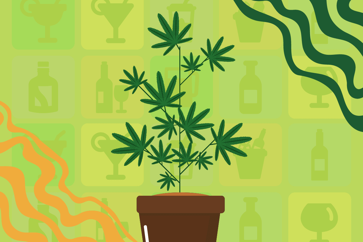 Cannabis vs Alcohol - Siam Green Cannabis Co