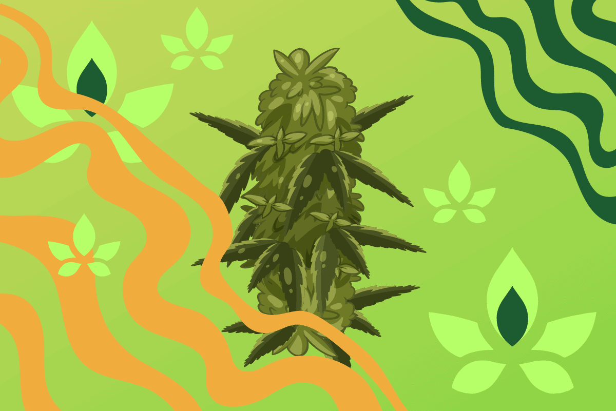 What is Top Shelf Weed? Characteristics, Strains - Siam Green Cannabis Co