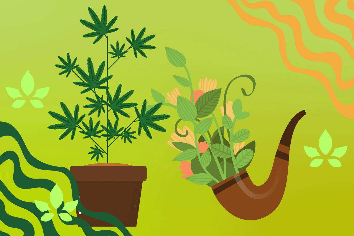 Illustration comparing cannabis plant in pot with tobacco pipe and leaves