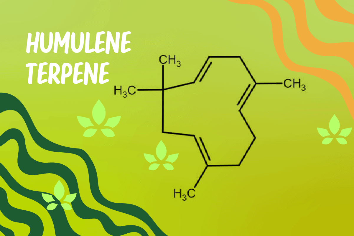 Humulene terpene molecular structure diagram on green background