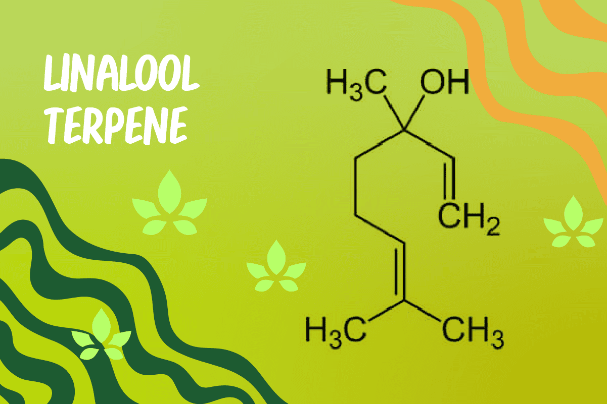 Linalool terpene molecular structure diagram on green background