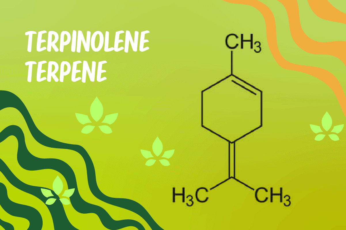 Terpinolene terpene molecular structure diagram on green background