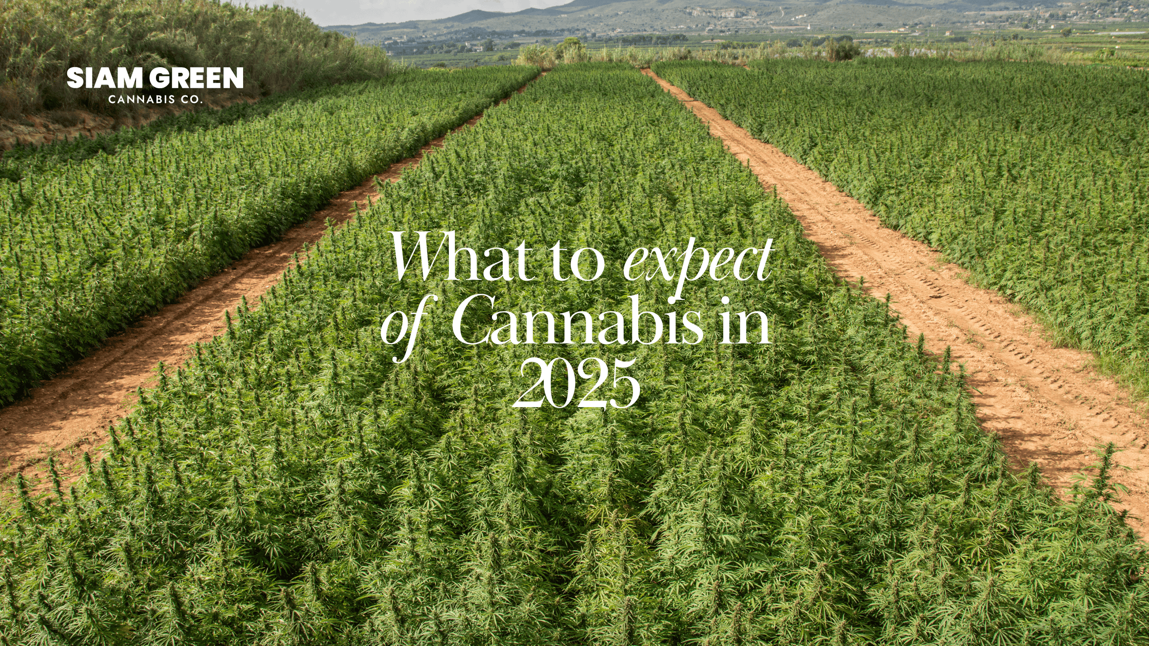 Cannabis in Thailand: What to Expect in 2025? - Siam Green Cannabis Co