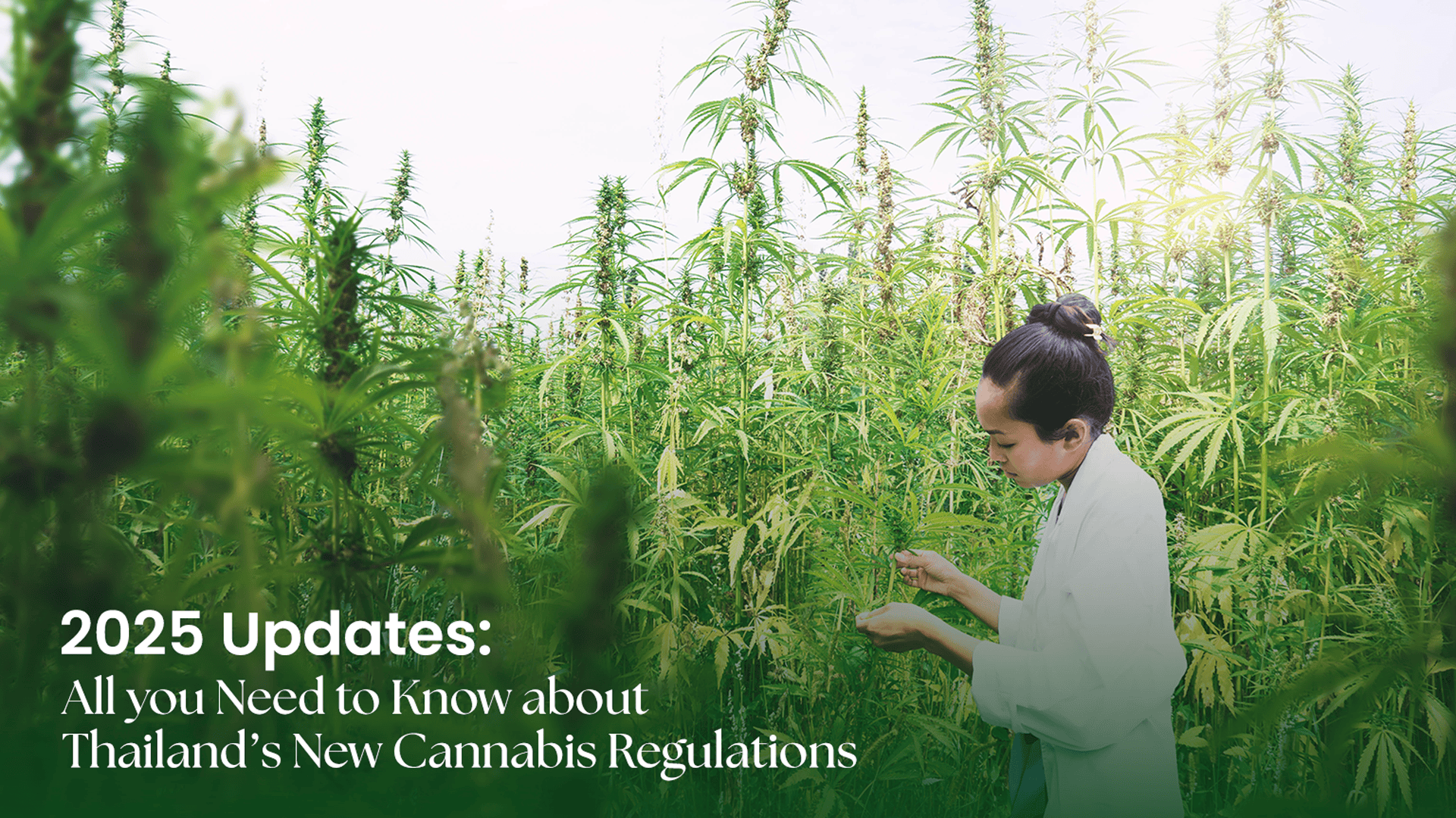 July 2025: Thailand’s New Cannabis Regulations - Siam Green Cannabis Co