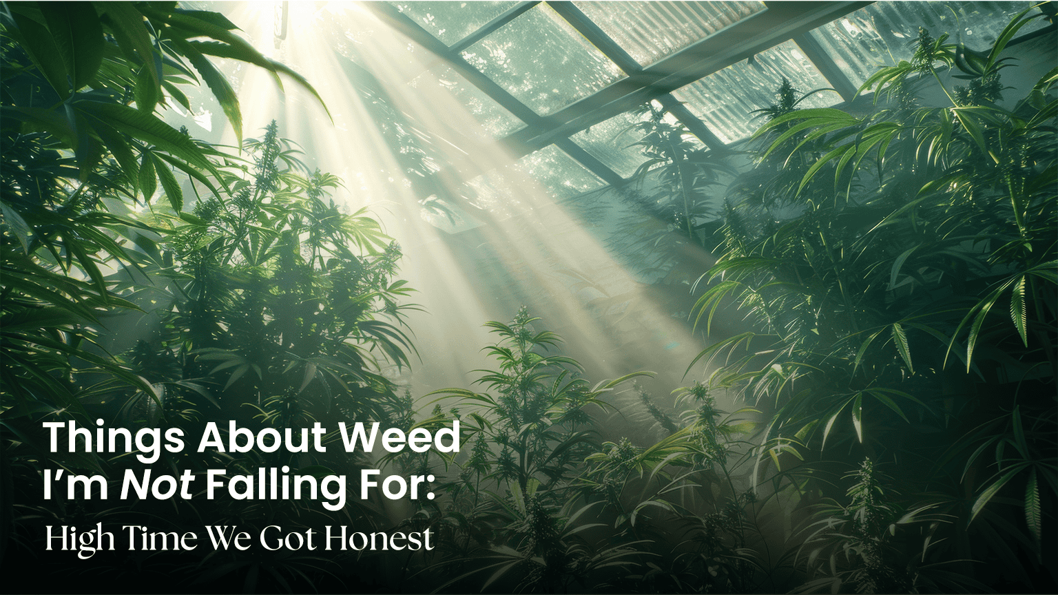Debunked: 7 Misconceptions of the Plant - Siam Green Cannabis Co