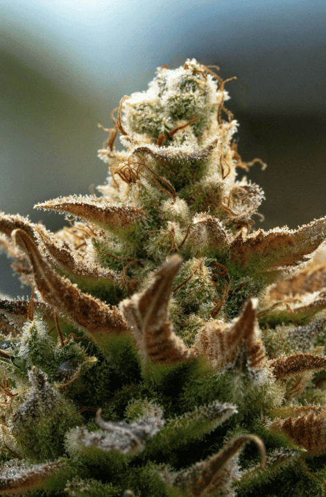 Finding Your Perfect Match: A Beginner’s Guide to Cannabis Strains in Bangkok (2)