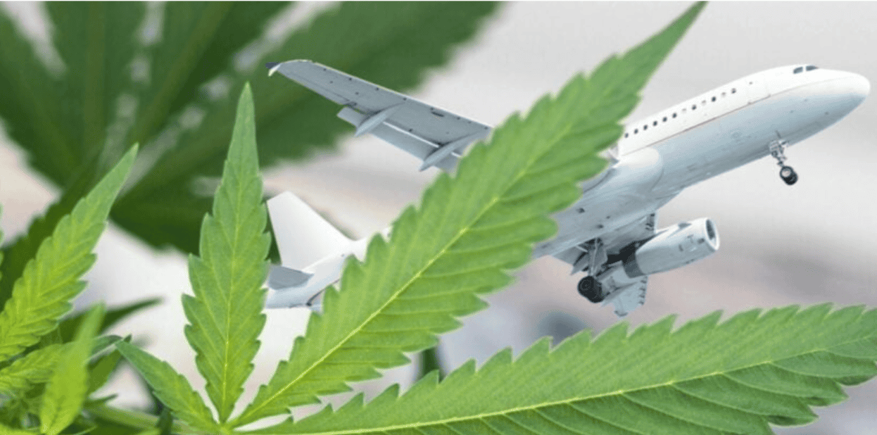 Airplane flying past cannabis leaves illustrating travel and cannabis topic