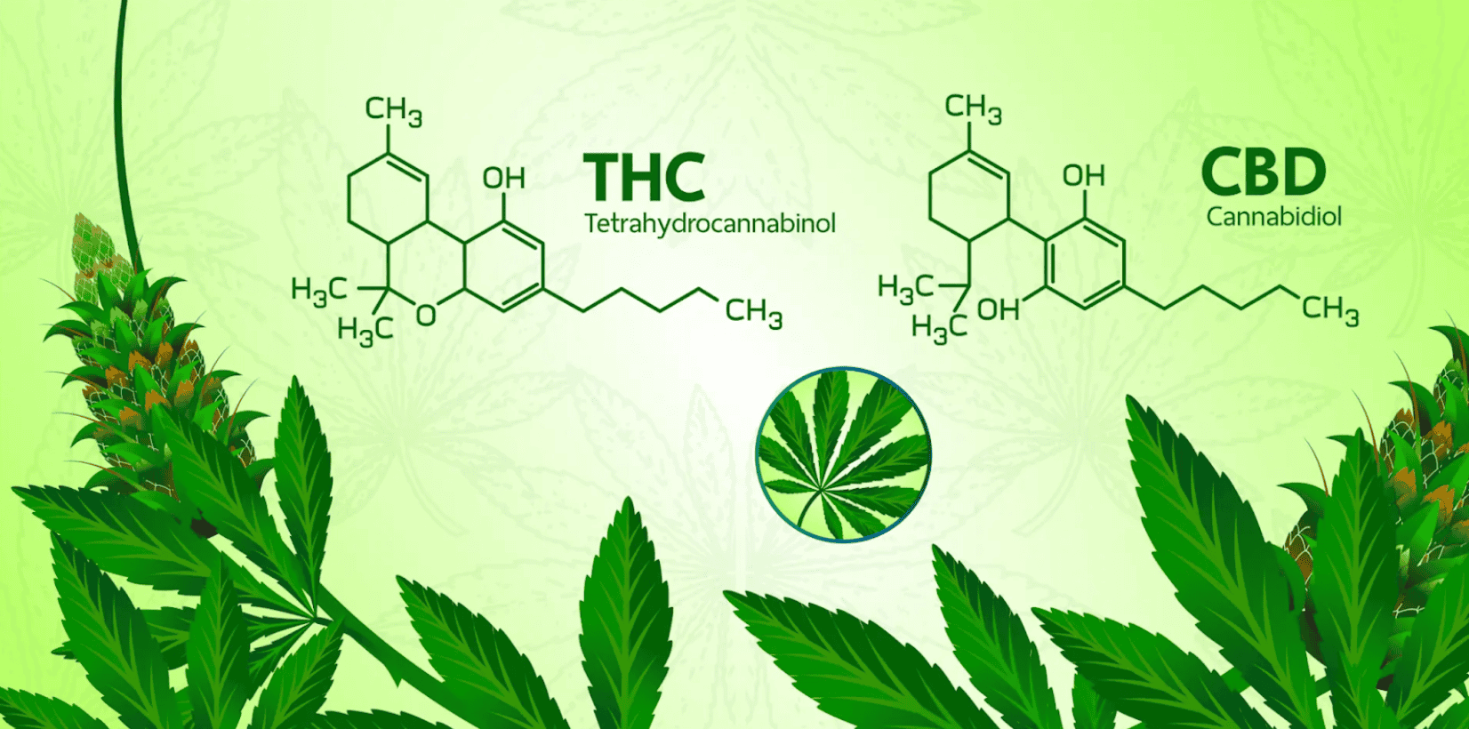 THC and CBD molecular structure diagram with cannabis leaves