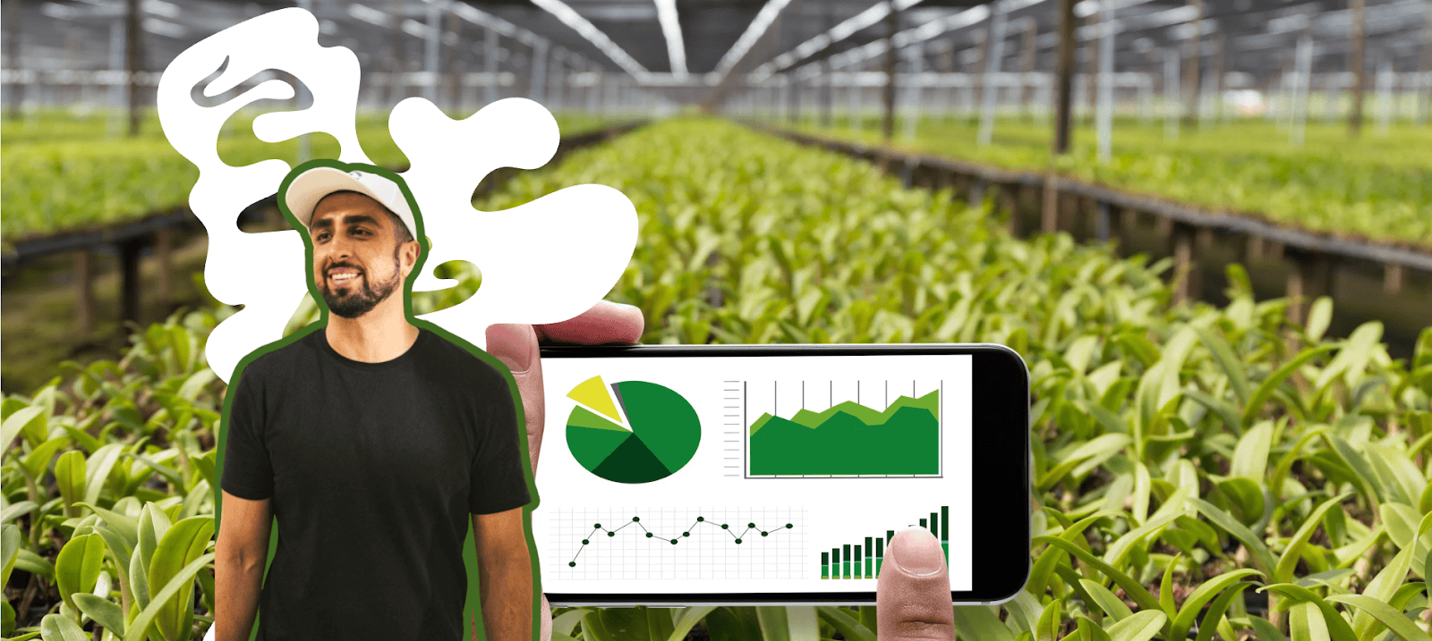 Cannabis greenhouse rows with phone analytics overlay showing growth charts