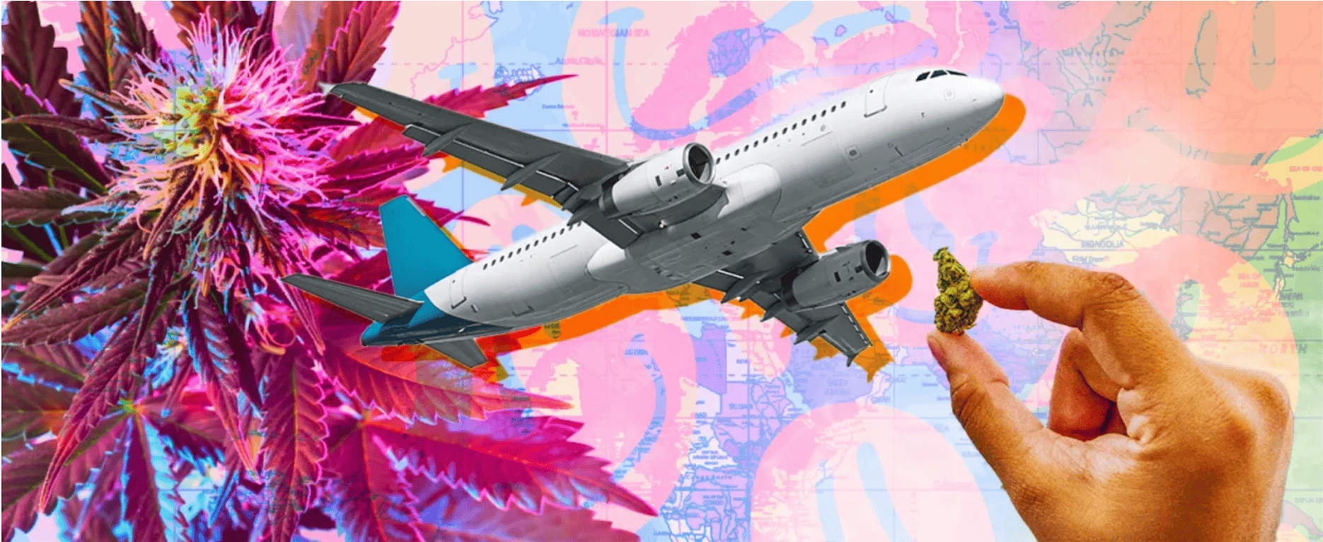 Airplane and pink cannabis plant with hand holding flower bud