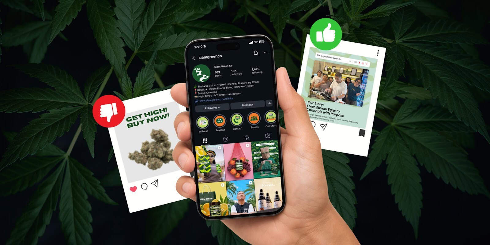 Hand holding phone showing Siam Green Co Instagram profile against cannabis leaves