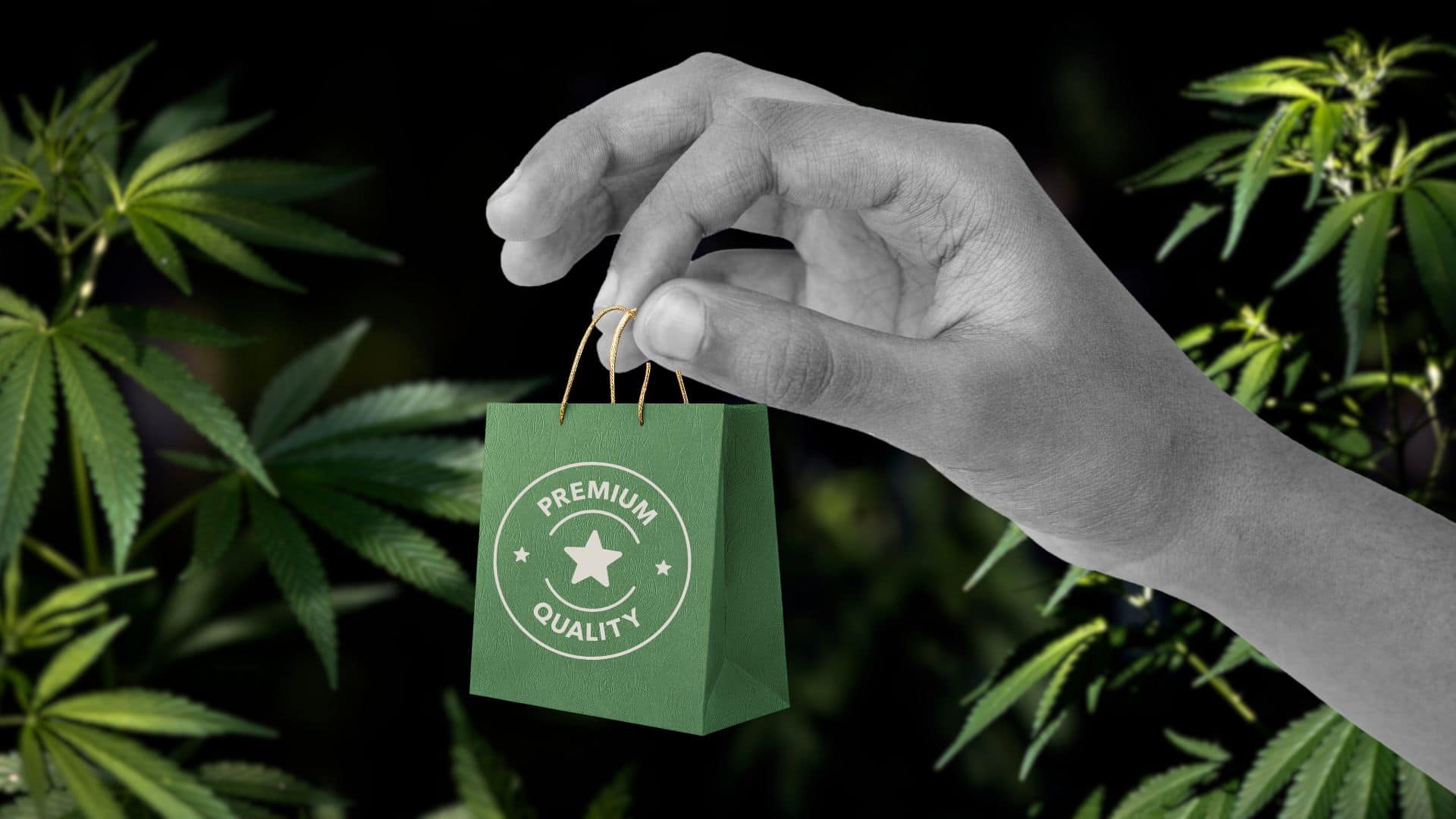 Hand holding small green premium quality shopping bag against cannabis leaves