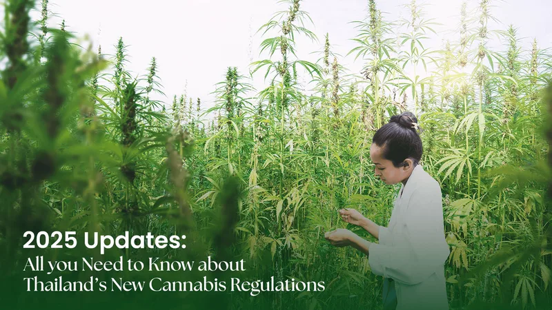 July 2025: Thailand’s New Cannabis Regulations - Siam Green Cannabis Co