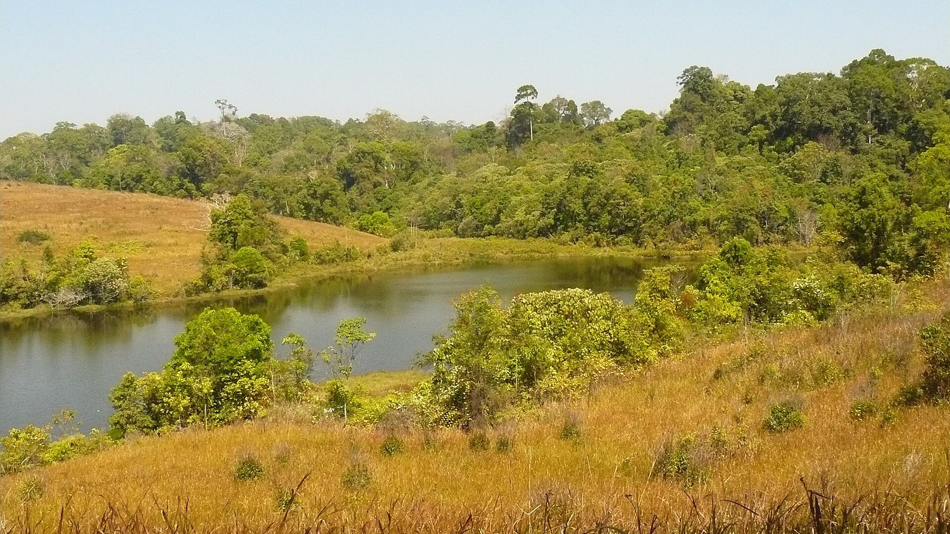 Lac paisible bordé d’herbes dorées et d’une forêt verdoyante dans le parc national de Khao Yai, en Thaïlande.