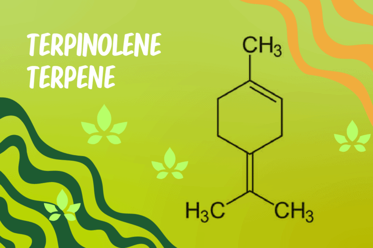 What is Terpinolene Terpene? Benefits, Effects, Cannabis Strains - Siam ...