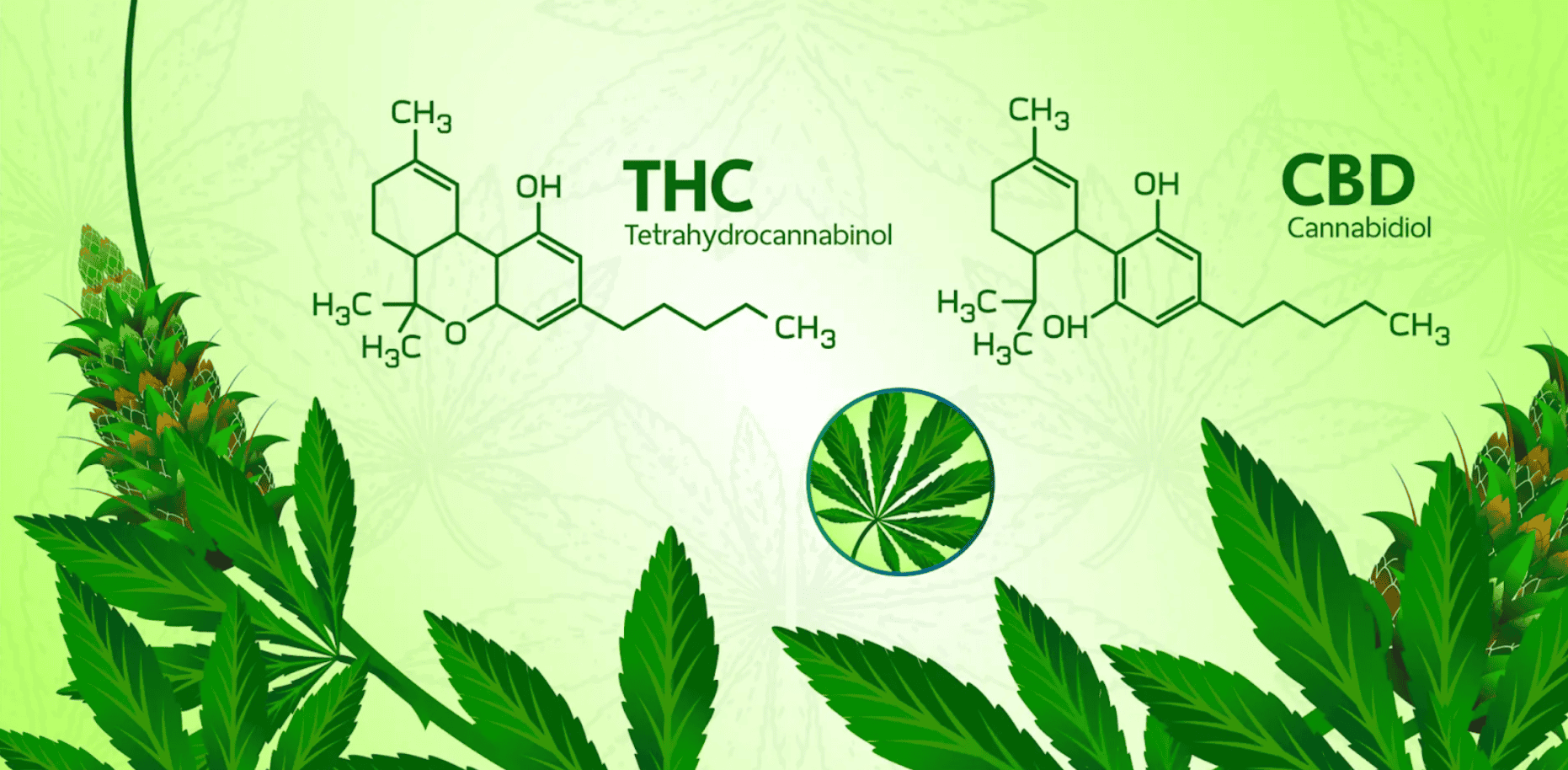 THC vs. CBD: ทำความเข้าใจความแตกต่าง